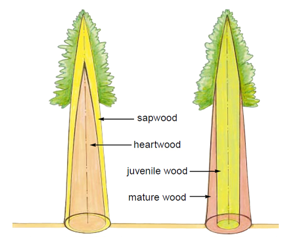Sapwood