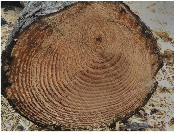 eccentric wood patterns